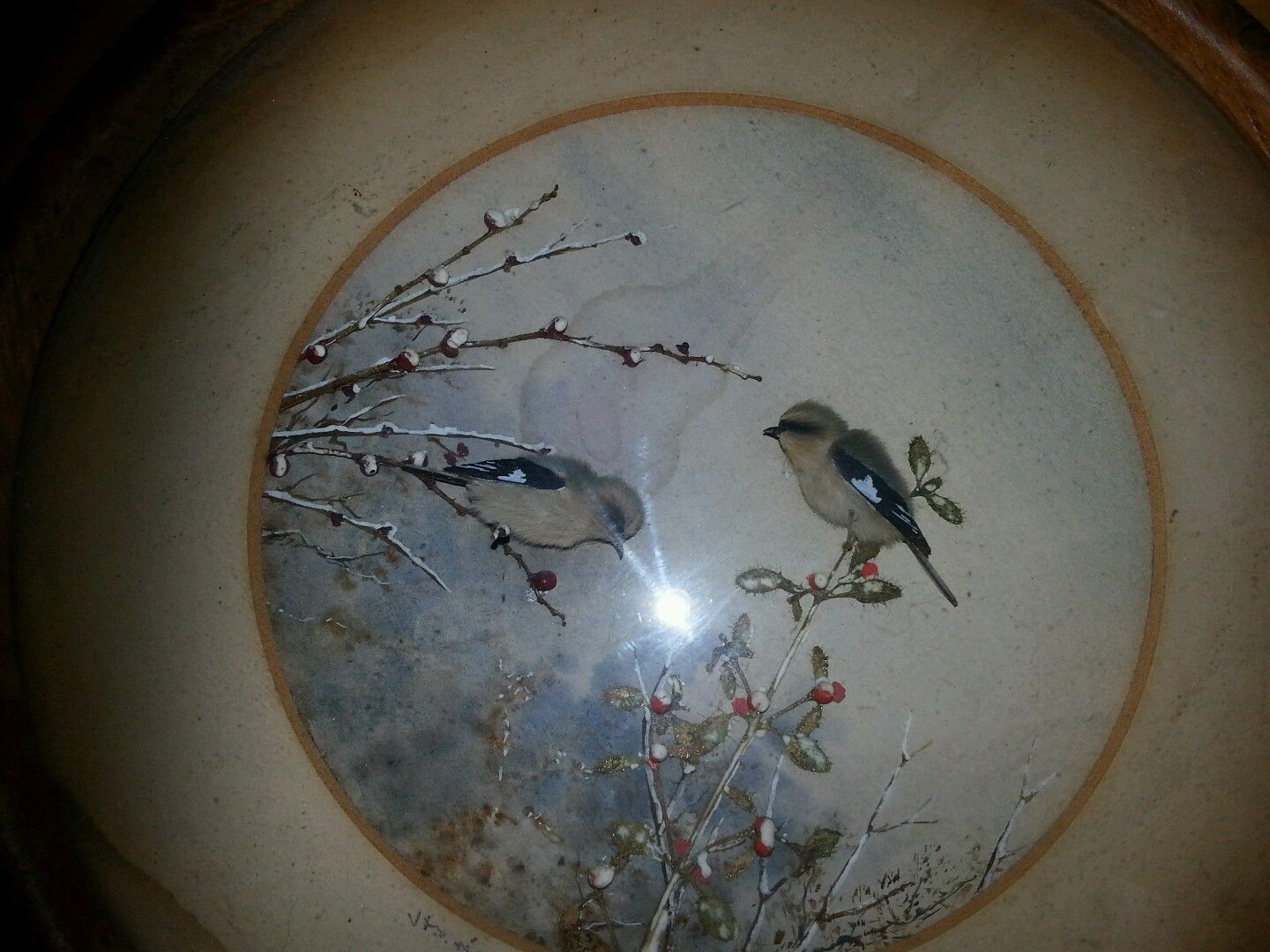 Great Grey Shrike (Version 2) (5-inch)